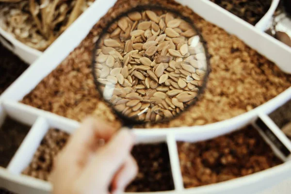 Primo piano della mano di una persona che tiene una lente d'ingrandimento per ispezionare i semi di girasole in una ciotola bianca — Foto Stock