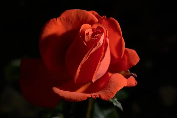 Zbliżenie strzał czerwony ogród róża z rozmytym tle — Zdjęcie stockowe