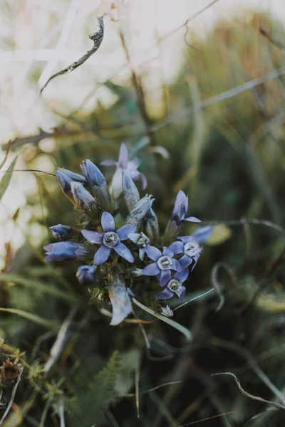 Fotografía selectiva vertical de hermosas flores de color azul claro en un campo cubierto de hierba en un día soleado —  Fotos de Stock