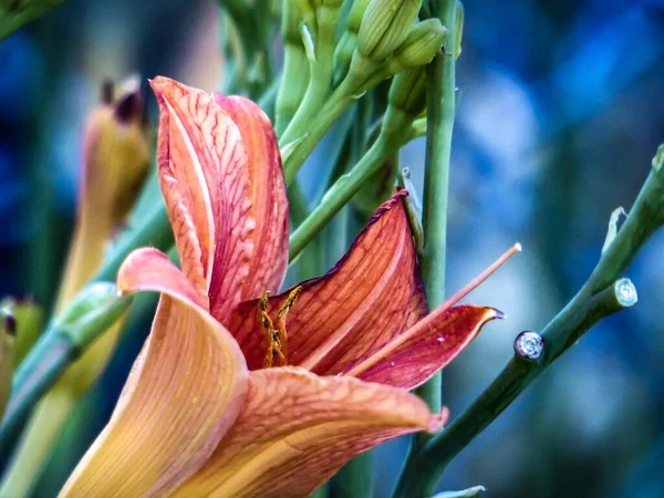 Closeup tiro de uma flor vermelha com um fundo borrado — Fotografia de Stock