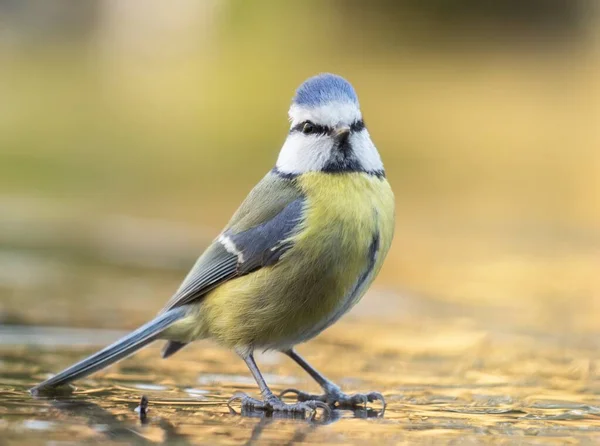 Skupione ujęcie pięknego ptaka na mokrej ziemi gotowego do zaśpiewania piosenki "Good Morning" — Zdjęcie stockowe