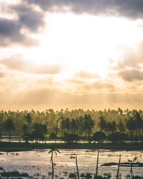 Tiro vertical de un bosque de palmeras tropicales cerca de un cuerpo de agua durante el día — Foto de Stock