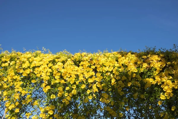 Közel lövés a sárga virágok egy fém kerítés egy tiszta kék ég a háttérben — Stock Fotó