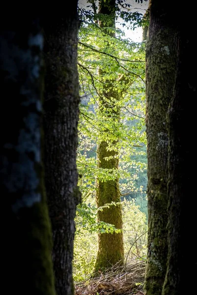 Tiro Vertical Uma Floresta Com Árvore Folheada Verde Distância Durante — Fotografia de Stock
