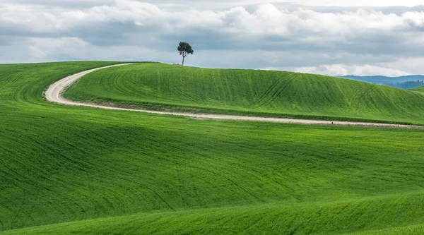 Ampia ripresa di un albero verde isolato vicino a un sentiero in un bellissimo campo verde — Foto Stock