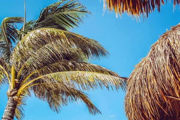 Hermosa foto de cocoteros bajo el cielo despejado - ideal para un fondo fresco —  Fotos de Stock