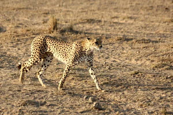 Красивый снимок одинокого гепарда в поле с кустами - ищет добычу — стоковое фото