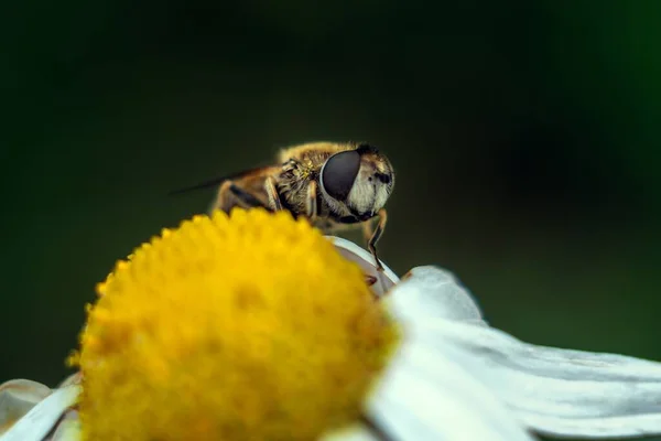 Zaostřený záběr včely sbírající nektar na krásné sedmikrásky květ s rozmazaným pozadím — Stock fotografie