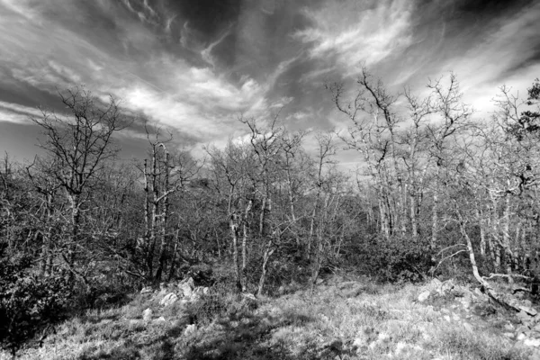 죽어가는 숲 — 스톡 사진