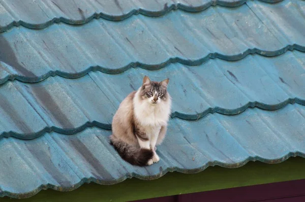 Horizontální záběr krásné šedé a bílé nadýchané britské dlouhosrsté kočky sedící na modré střeše. — Stock fotografie