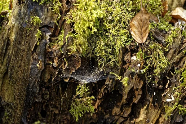 Detailní záběr pavučiny na stromě obklopený listy a rostlinami ve dne — Stock fotografie