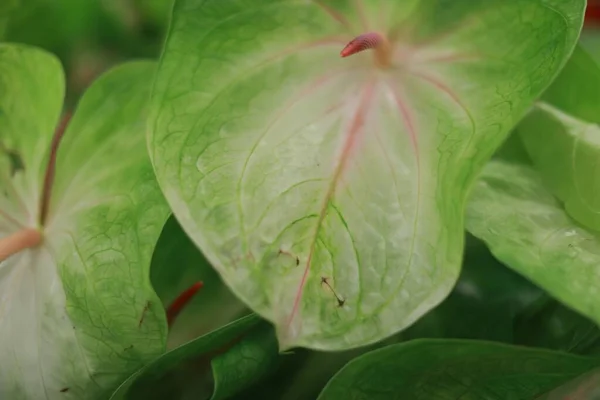 Tiro de close-up seletivo de plantas folheadas verdes — Fotografia de Stock