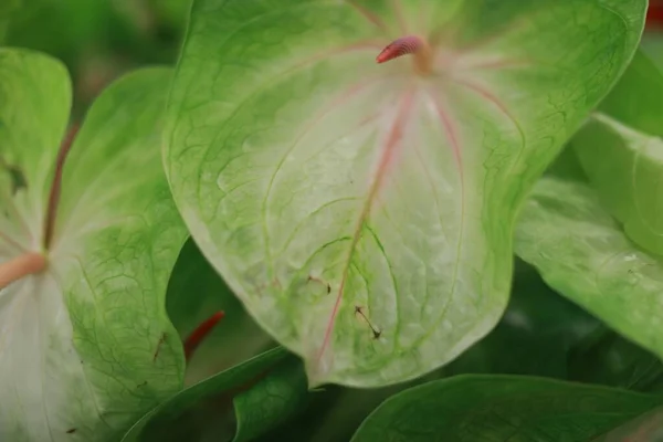 Gros plan sélectif de plantes à feuilles vertes — Photo