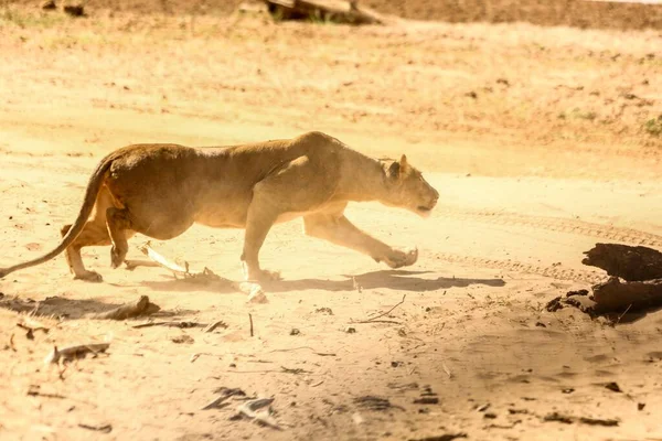 Hermosa foto de un leopardo africano luchando en una zona desértica haciendo polvo - concepto de supervivencia — Foto de Stock