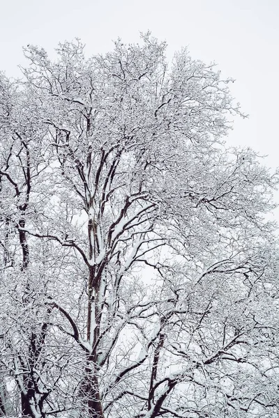 Kışın Karla Kaplı Güzel Bir Karlı Bölgenin Yakın Çekimi Karla — Stok fotoğraf