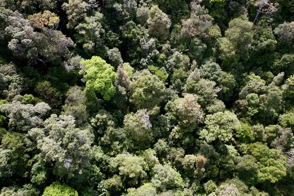 Overhead shot of a tree canopy with different green trees in a forest. Great for a background — 스톡 사진