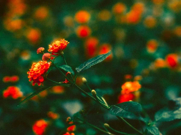 Κοντινό πλάνο ενός πορτοκαλί λουλουδιού σε ένα χωράφι με θολή φυσική υπόσταση — Φωτογραφία Αρχείου