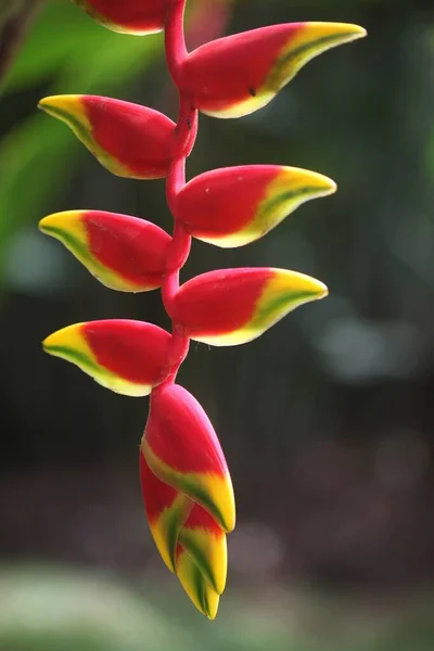 Primer plano de hermosa flor heliconia con un fondo borroso — Foto de Stock