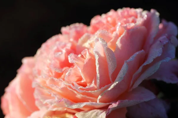 Κοντινό πλάνο ενός όμορφου μοβ-πέταλου τριαντάφυλλου με δροσοσταλίδες σε ένα θολό φόντο — Φωτογραφία Αρχείου