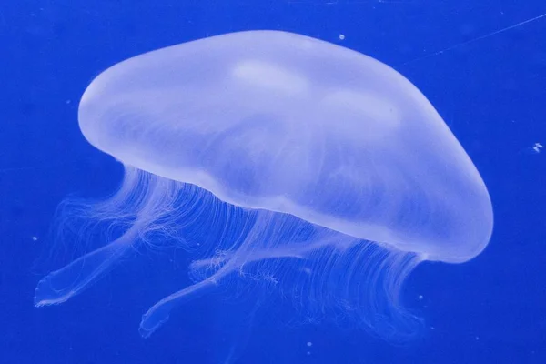 Широкий знімок красивої медузи медузи, що рухається під водою — стокове фото