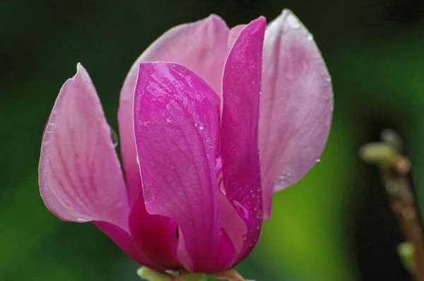 Mise au point peu profonde d'une fleur Nelumbo nucifera avec un fond vert — Photo