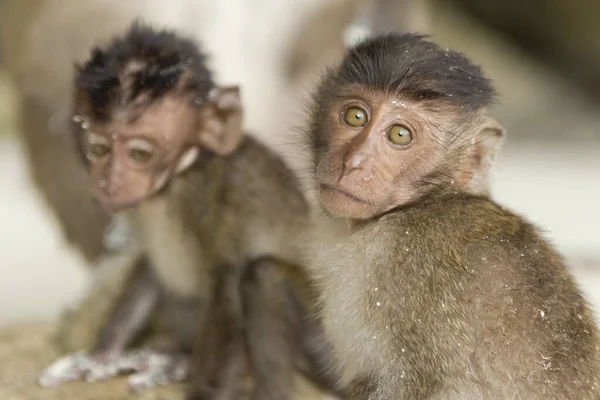 정글에서 마리의 귀여운 원숭이가 모습이 클로즈업 — 스톡 사진