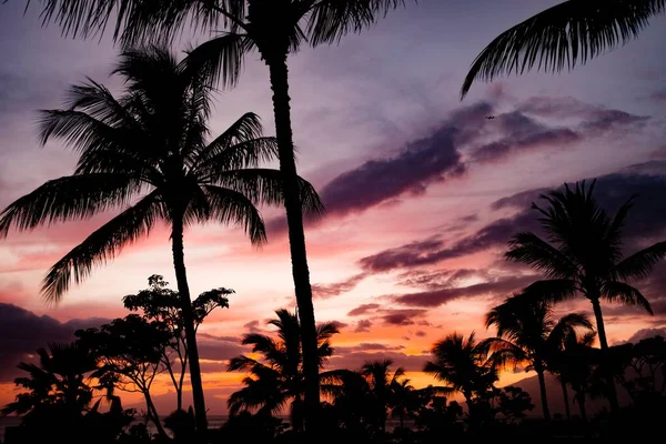 Hermoso plano horizontal de siluetas de palmeras durante la puesta del sol con el cielo rosado por encima —  Fotos de Stock