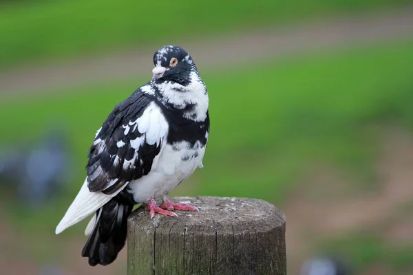 Tiro Close Uma Pomba Branca Preta Empoleirada Uma Superfície Madeira — Fotografia de Stock