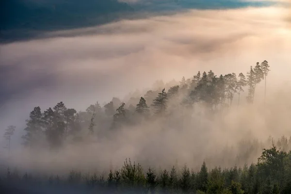 Foto aerea di una bellissima foresta verde completamente ricoperta di nebbia. Perfetto per una carta da parati . — Foto Stock