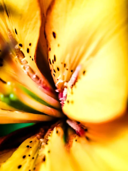 Primer plano vertical de una hermosa flor de lirio tigre amarillo — Foto de Stock