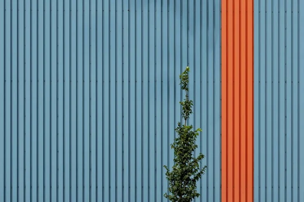 Горизонтальный снимок синей металлической стены с красной полосой и зеленым деревом впереди — стоковое фото