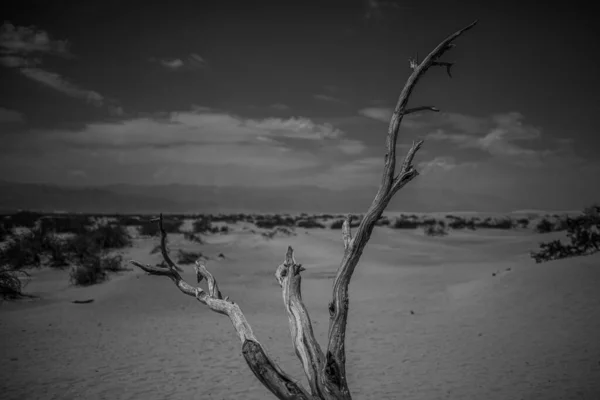 Horizontal greyscale shot of a dry tree stick in the desert surrounded by bushes — Stock Photo, Image