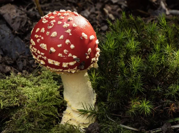 Tiro focado de um cogumelo vermelho agárico na floresta com um fundo embaçado — Fotografia de Stock