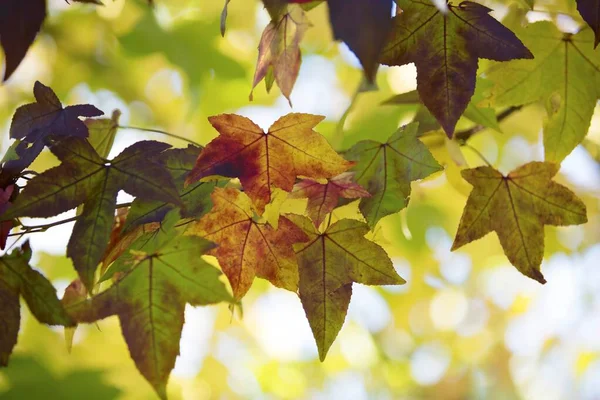 Zbliżenie kolorowe liście klonu z jasnym rozmytym tle — Zdjęcie stockowe