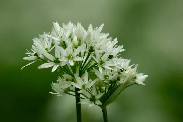 Gros plan concentré de beaux lis triplés sur un fond flou — Photo