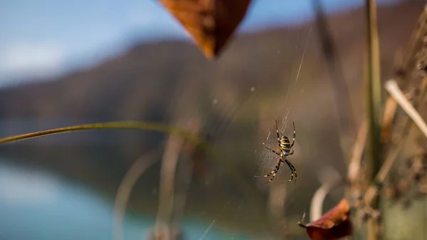克罗地亚普里特维茨湖有一张蜘蛛网上蜘蛛的照片，背景模糊不清 — 图库照片