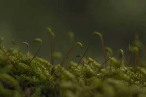 Tarlada bulanık arkaplanı olan çeşitli yeşil bitkilerin güzel odaklanmış görüntüsü — Stok fotoğraf