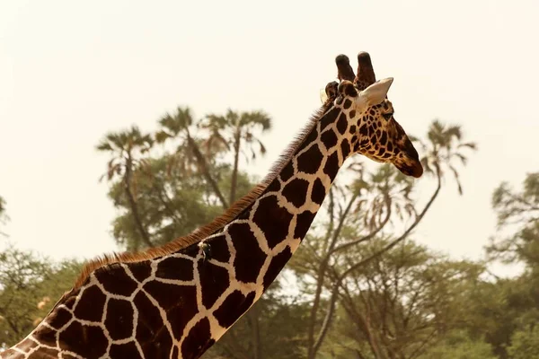 Close-up tiro de uma girafa bonito com árvores verdes no fundo sob o céu claro — Fotografia de Stock