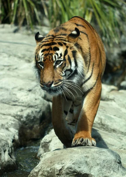 Eine Vertikale Nahaufnahme Eines Tigers Auf Den Felsen Auckland Zoo — Stockfoto