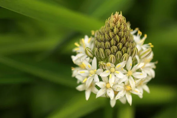 Una Macrofotografía Una Hermosa Planta Con Pequeñas Flores Blancas Brotes —  Fotos de Stock