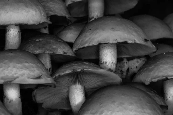 Greyscale close-up shot van veel shiitake paddenstoelen — Stockfoto