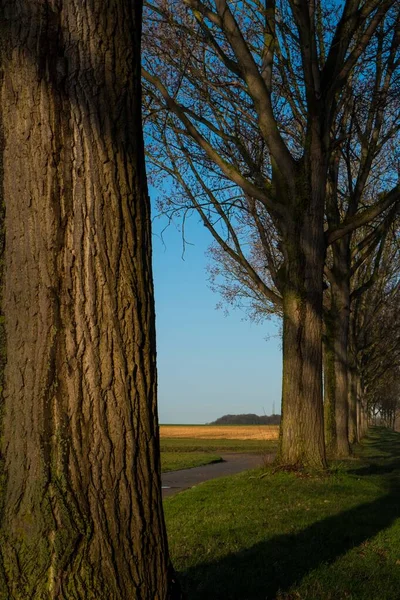 Vertical shot of a bare tree range near the pathway on a sunny day — Stock Photo, Image
