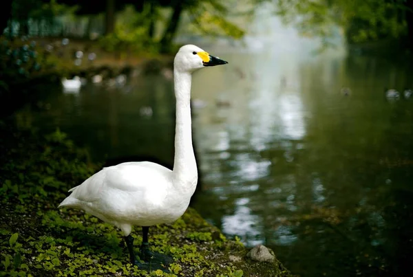 Primo piano di una graziosa oca bianca vicino al lago su uno sfondo sfocato — Foto Stock