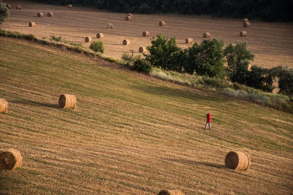 Пейзажный снимок человека в красном вагоне, стоящего на поле со свежевыкатанным сеном — стоковое фото