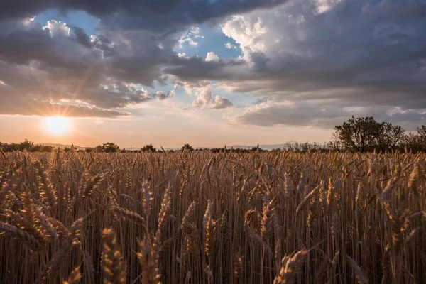 Horizontální záběr pšeničného pole v době západu slunce pod úchvatnými mraky — Stock fotografie