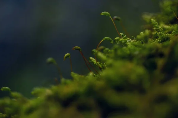 Belo tiro focado de várias plantas verdes no campo com um fundo borrado — Fotografia de Stock