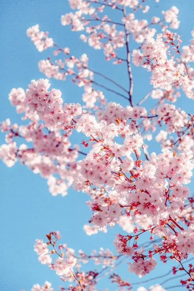 Tiro Foco Raso Belas Flores Cereja Rosa Sob Céu Azul — Fotografia de Stock