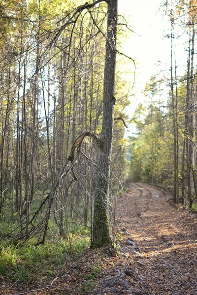 Tiro vertical de um caminho no meio de uma floresta com árvores altas durante o dia — Fotografia de Stock