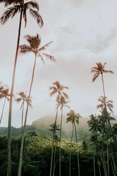Low angle vertical shot of high babassu palm trees under the crazy sky surrounded by green mountains — Stock Image Low angle vertical shot of high babassu palm trees under the crazy sky surrounded by green mountains Stock Photo