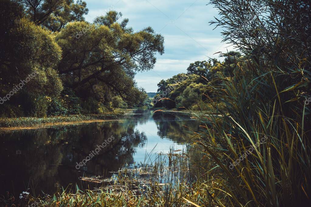A river in the middle of trees and plant under a blue cloudy sky